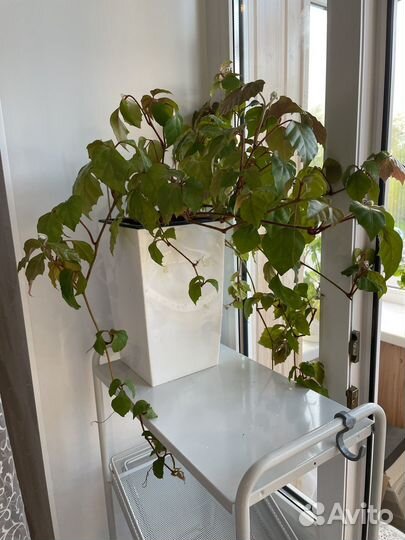 Циссус, березка, вьюн