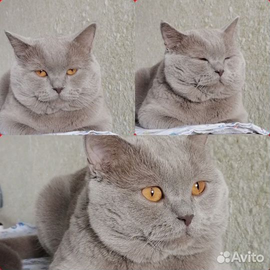 Кот вязка щотландец