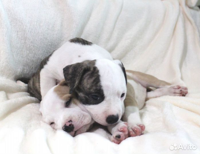 Амстафф щенки