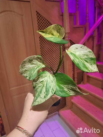 Сциндапсус марбл квин