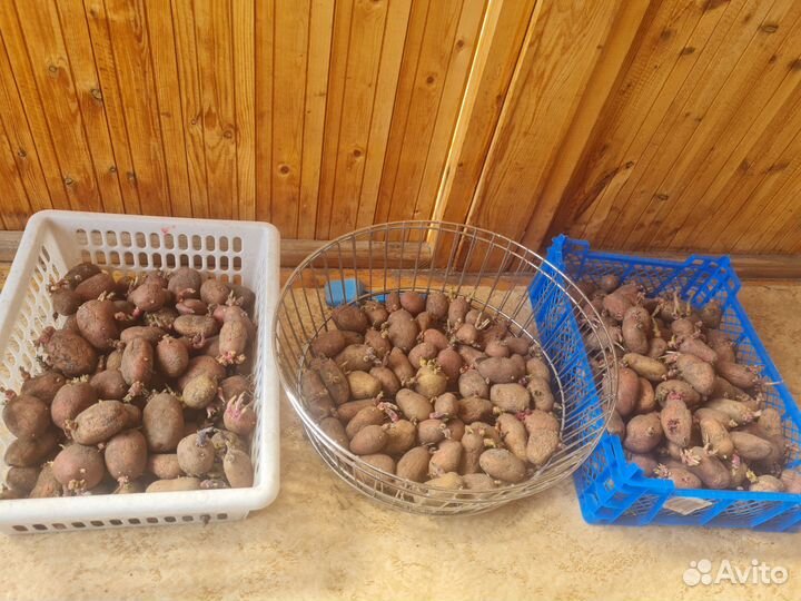 Картофель на посадку