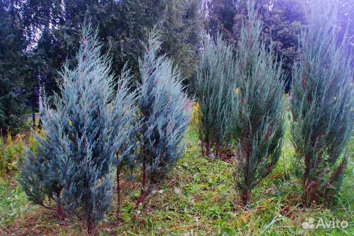 Можжевельник скальный