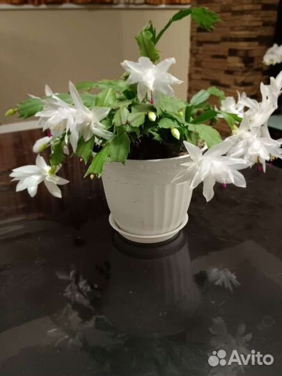 Цветок Декабрист