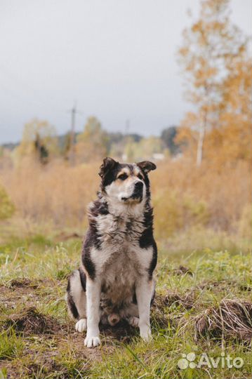 Собака в добрые руки