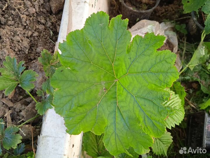 Дармера, гейхера, брунера