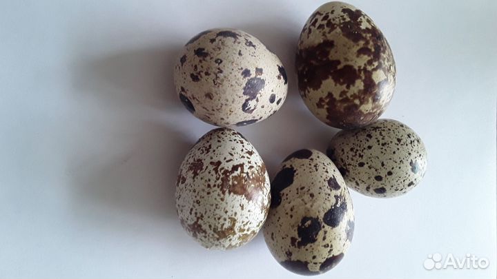 Яйца перепелиные инкубационное и на еду