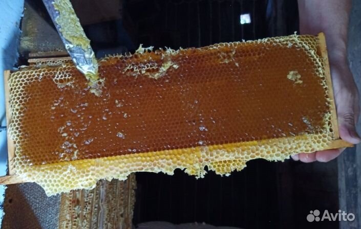 2023 года Мёд из Алтая оптом