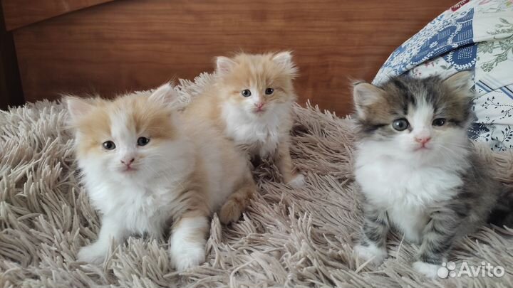 Котята в добрые руки