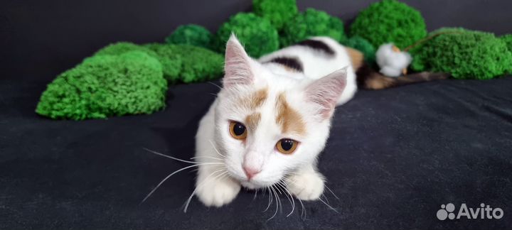 Кошка в хорошие руки