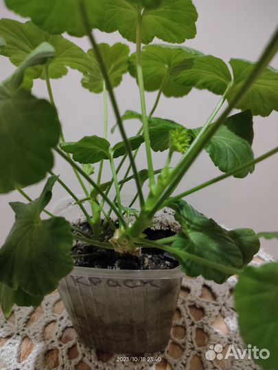 Пеларгония герань Что на фото