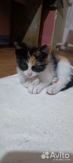 Котята в добрые руки бесплатно