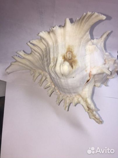 Ракушка редкая морская белая