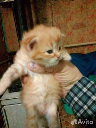 Котик мальчик рыженький