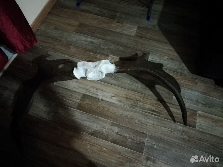 Рога лосиные