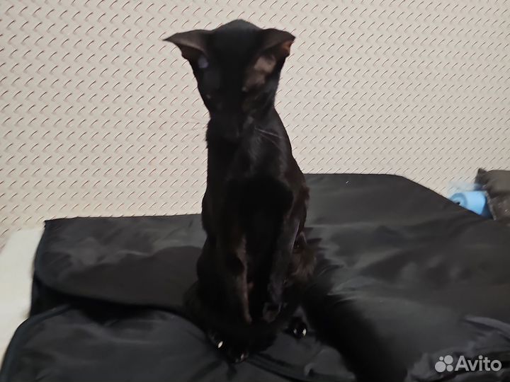 Ориентальная кошка