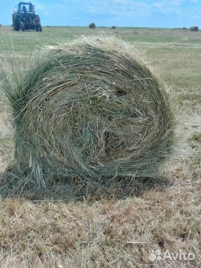Сено в рулонах