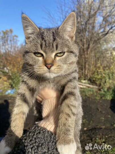Британские котята