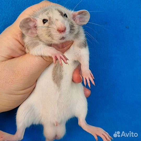 Крысята дамбо редкие мальчишки от ratlove