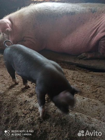 Поросята