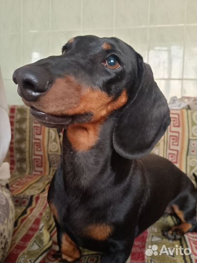 Такса кобель вязка