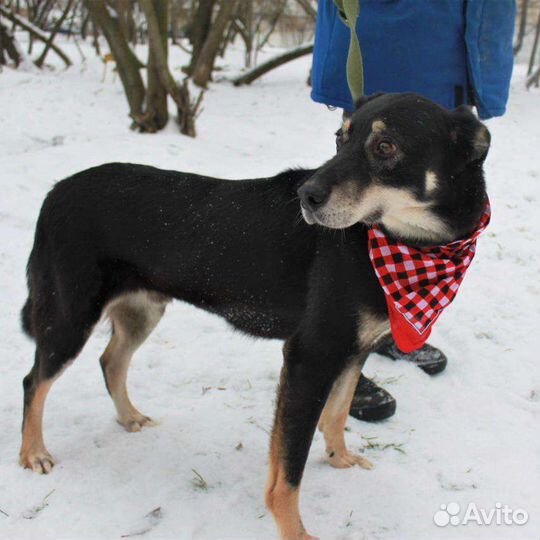 Шоколадный парень из приюта в добрые руки