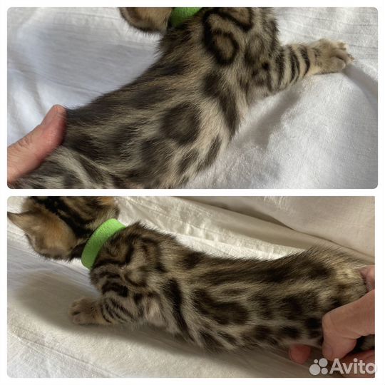 Бенгальские котята