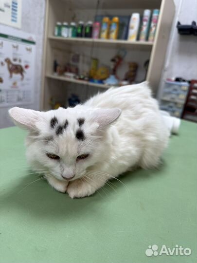 Степа хочет домой