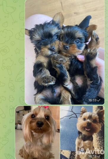 Щенки йорка мини