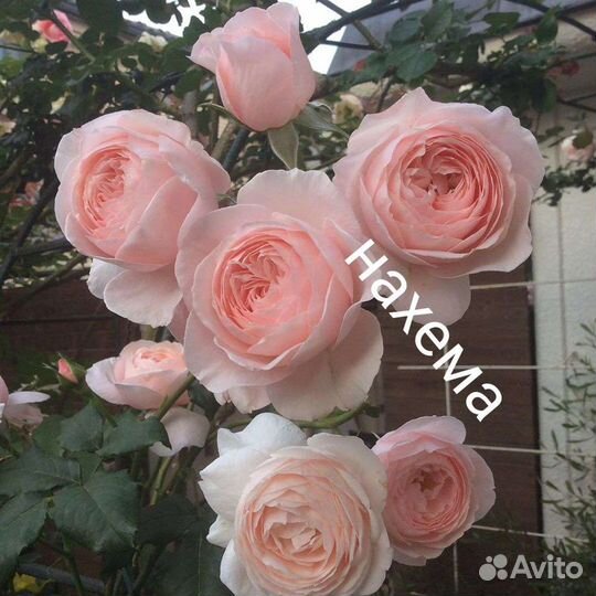 Саженцы роз плетистая