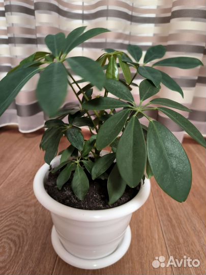 Комнатные цветы шефлера