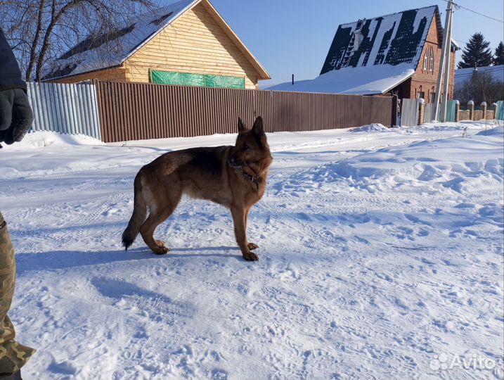 Продам щенков