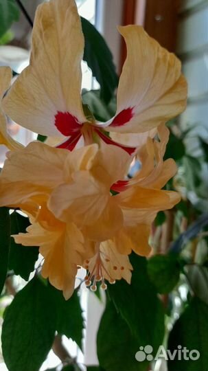 Гибискус (китайская роза) и др