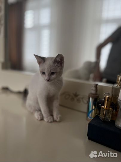 Персидская