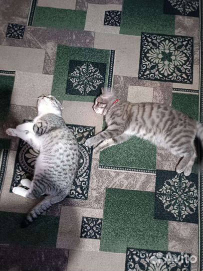 Вислоухие котята отдам