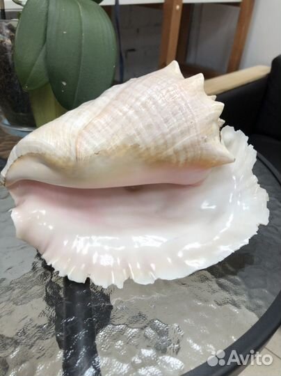 Ракушка морская очень большая красивая розовая