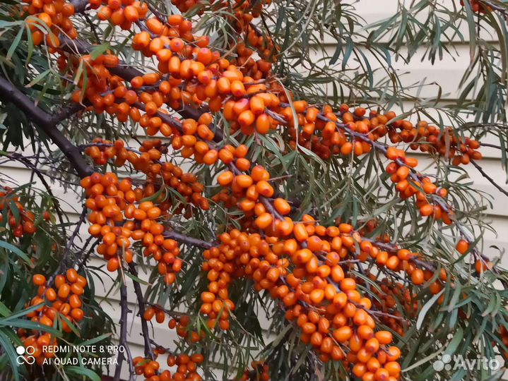 Облепиха саженцы мальчик и девочка