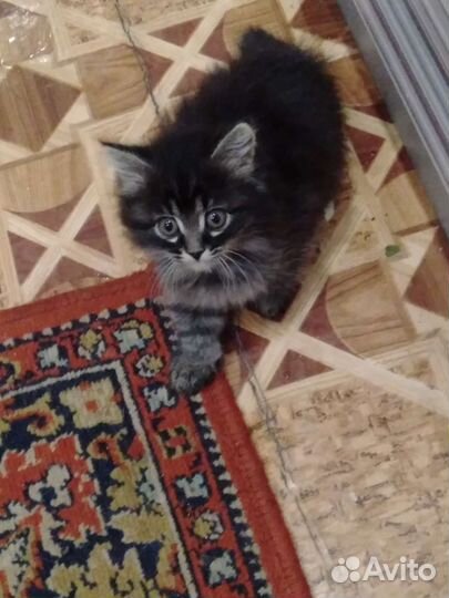 Кошка в дар