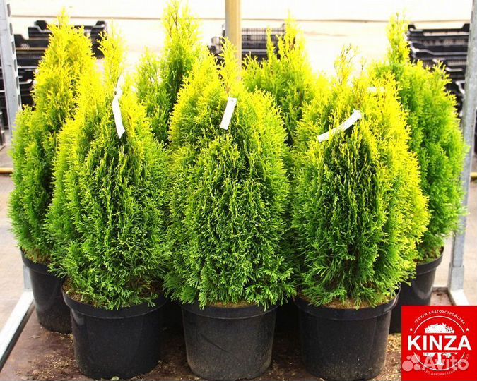 Туя смарагд 1,64 м