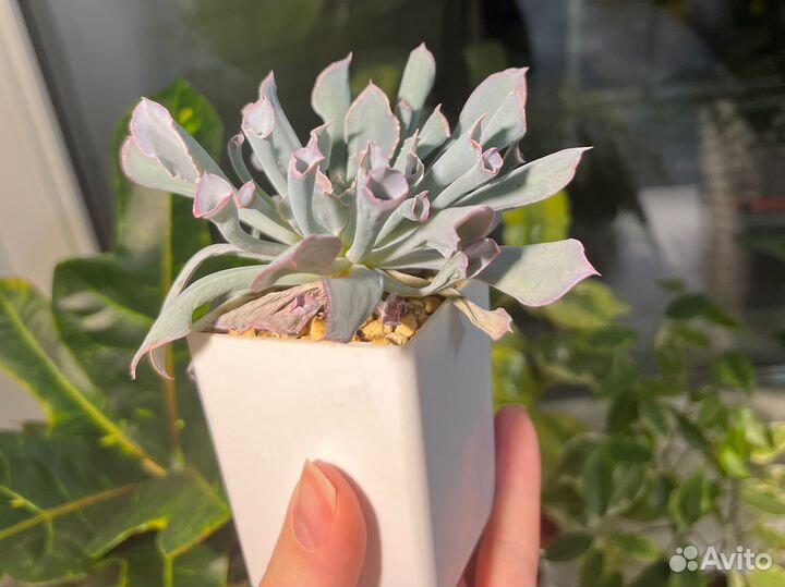 Эхеверия трампет пинки