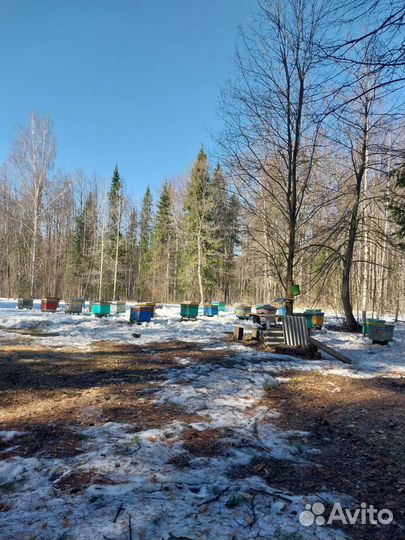 Пчелопакеты