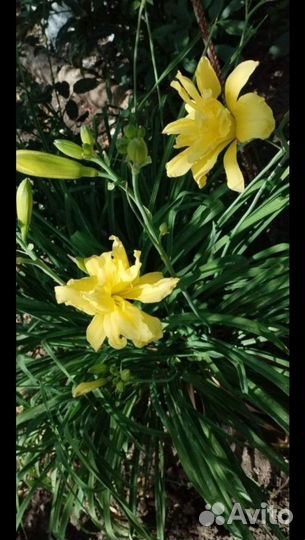 Лилейник и разные цветы