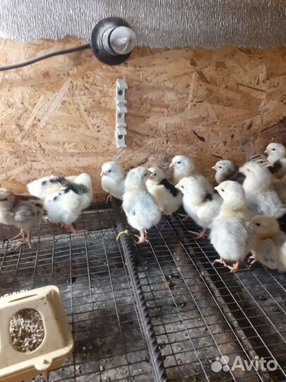 Цыплята суточные