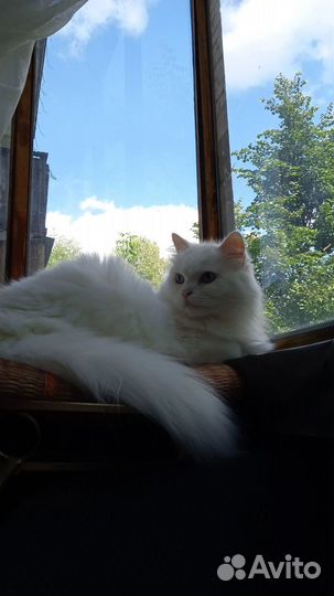 Кошка в добрые руки