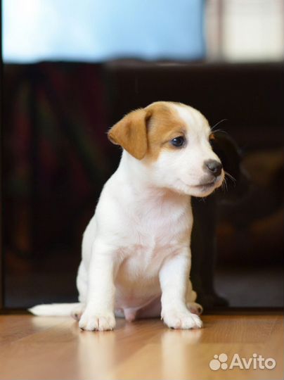Джек рассел терьер мальчик