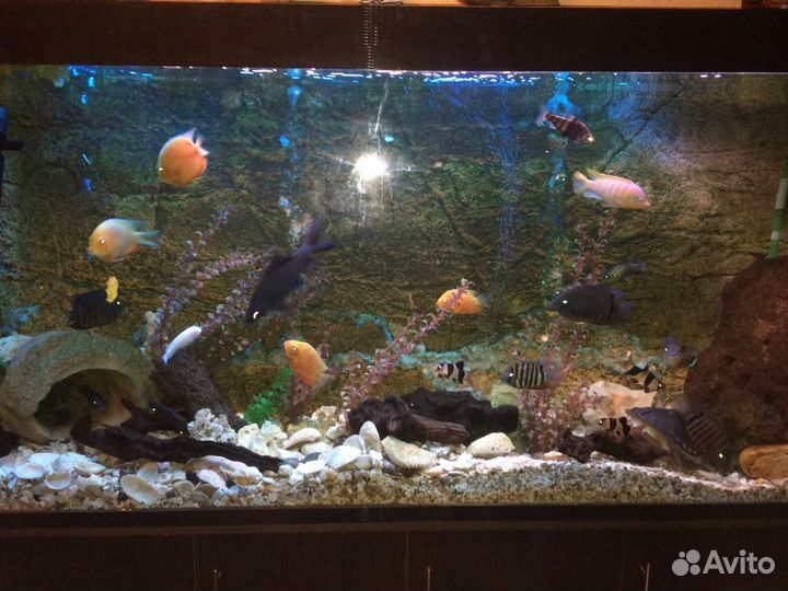 Большой аквариум