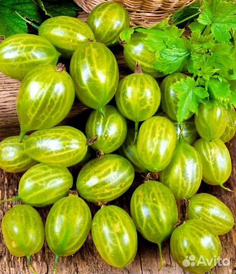 Саженцы смородины и крыжовника