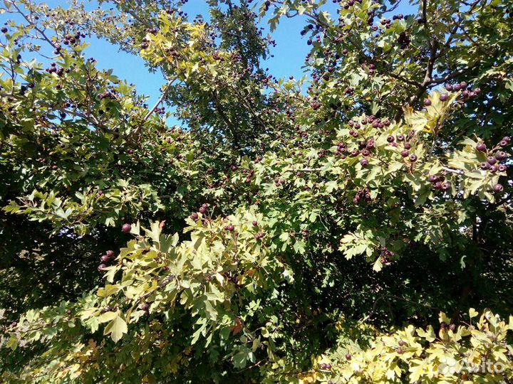 Боярышник чёрный