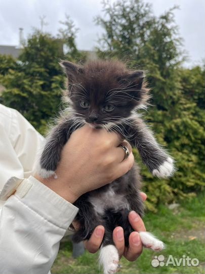 Котята бесплатно