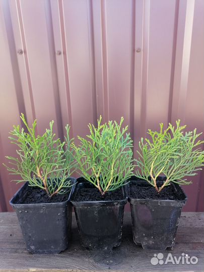 Туя западная смарагд