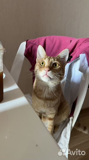 Рыжий кот Чарли в добрые руки